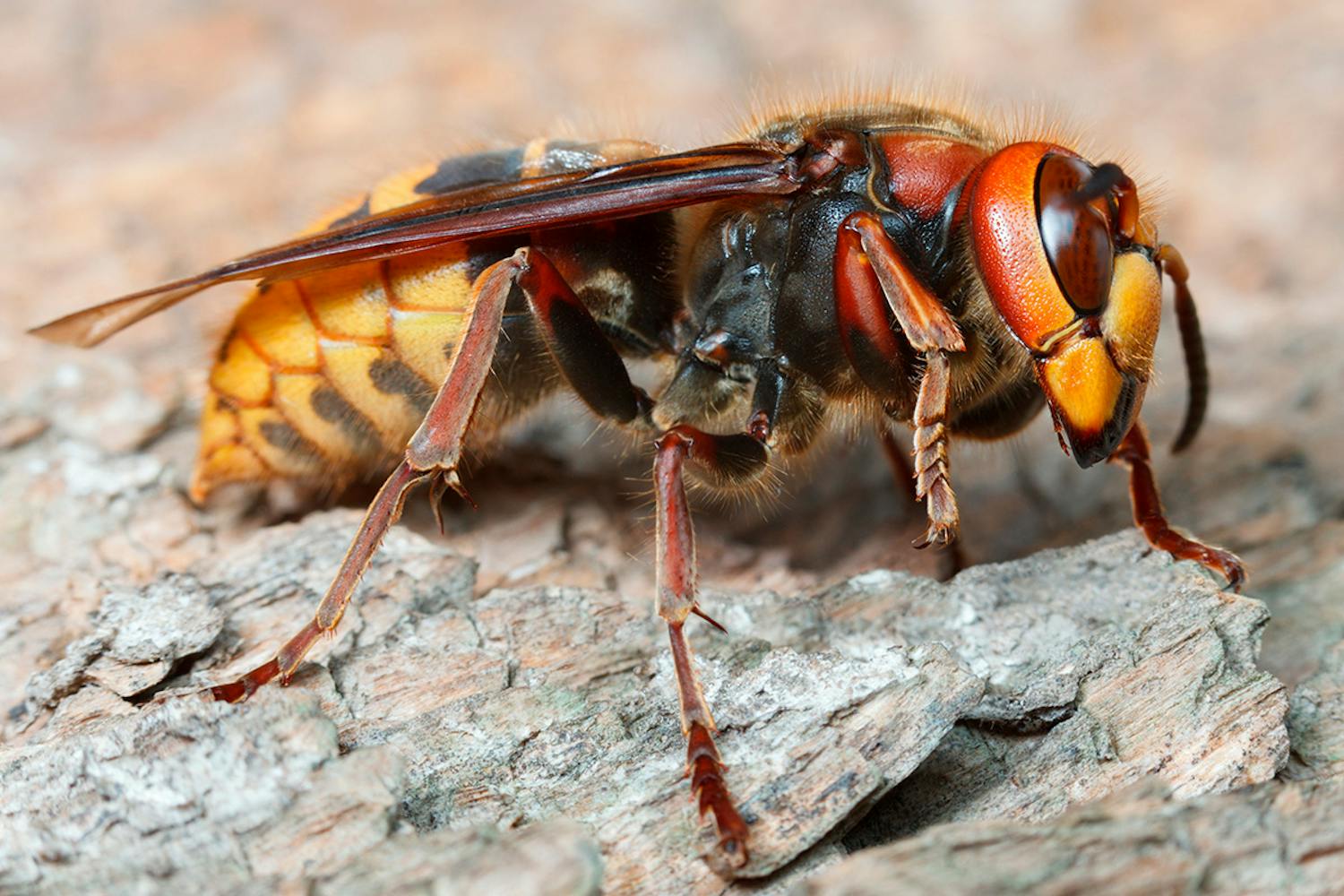 Stor gedehams Er gedehams farlige?